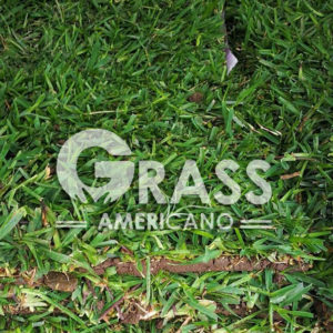 GRASS AMERICANO