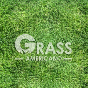 GRASS JAPONÉS