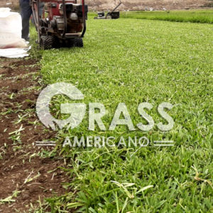 Venta de GRASS en Tumbes