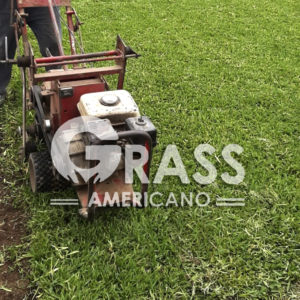 Venta de GRASS en Huánuco
