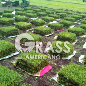Venta de GRASS en Junín