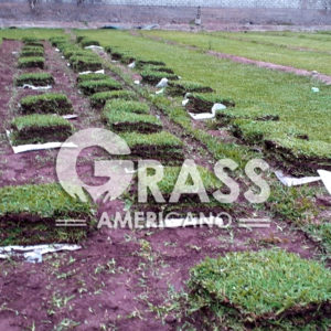 Venta de GRASS en La Libertad