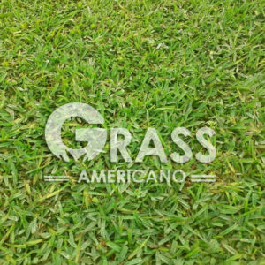 Venta de GRASS en Lambayeque