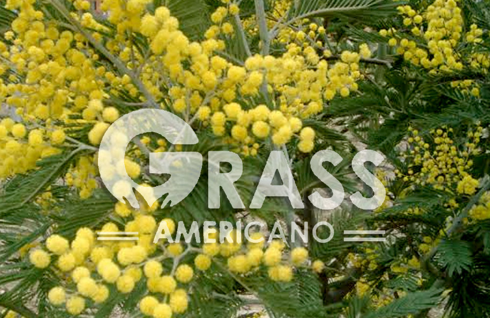 ACACIA