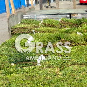 Venta de GRASS en Arequipa