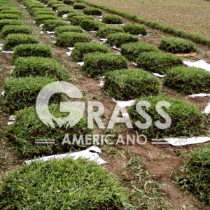 Grass en Chacra