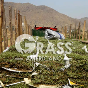 Grass para provincia