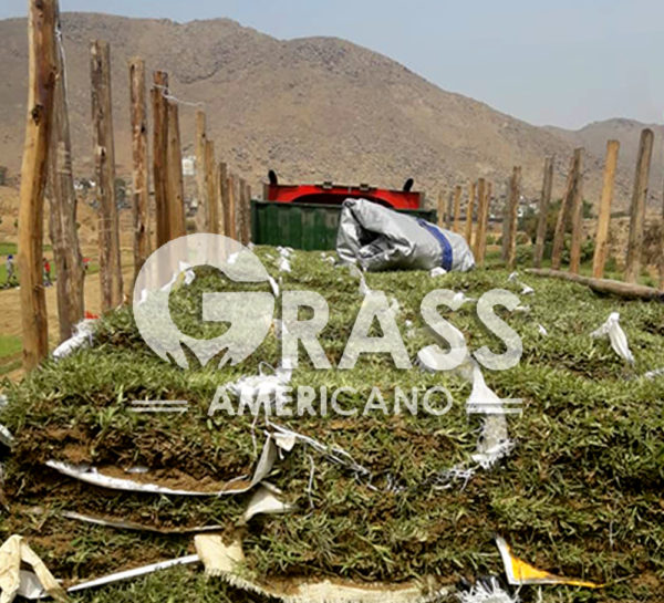 Grass para provincia