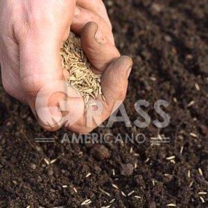 SEMILLAS DE AGROSTI