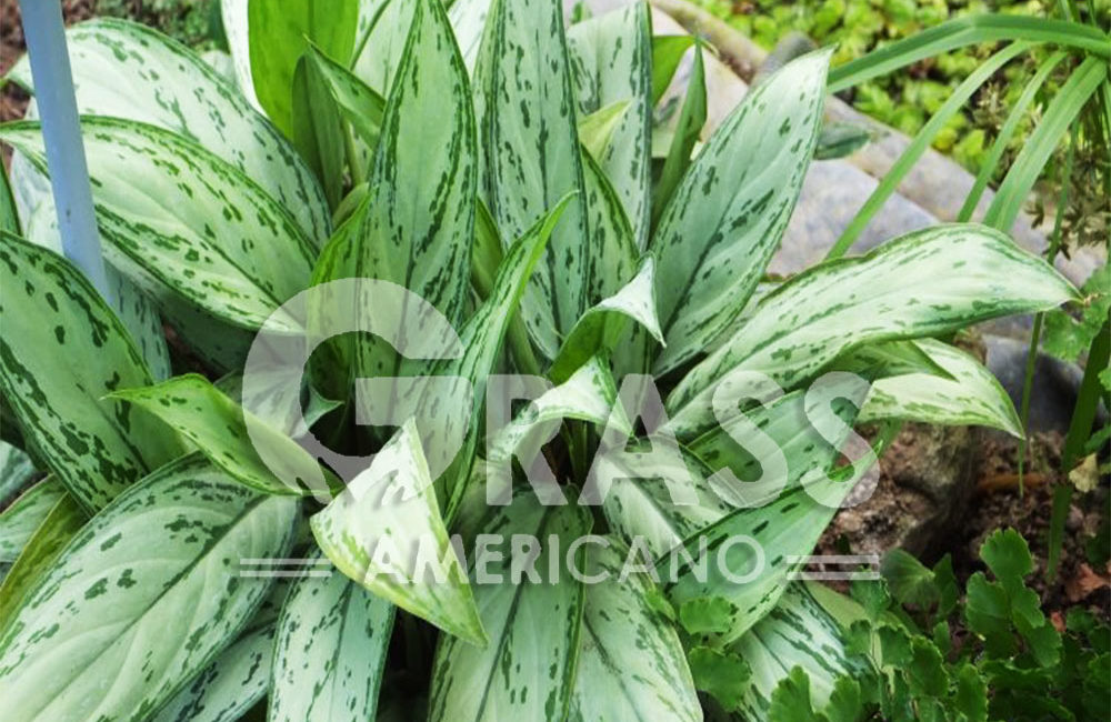 AGLAONEMA