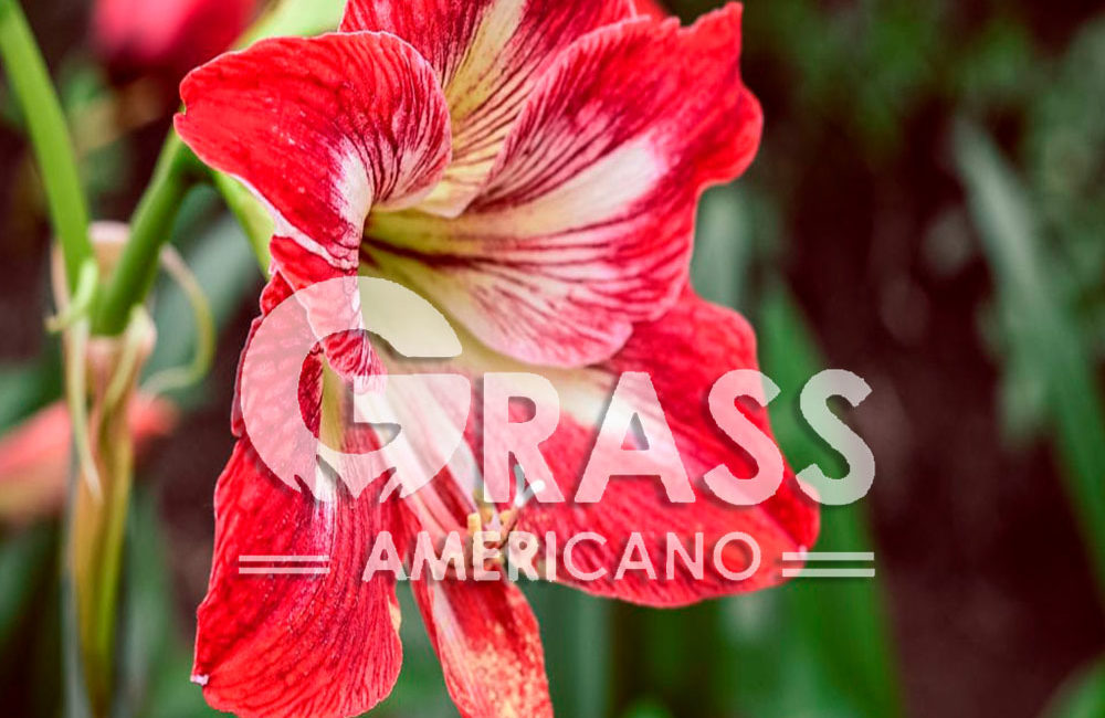 AMARYLLIS