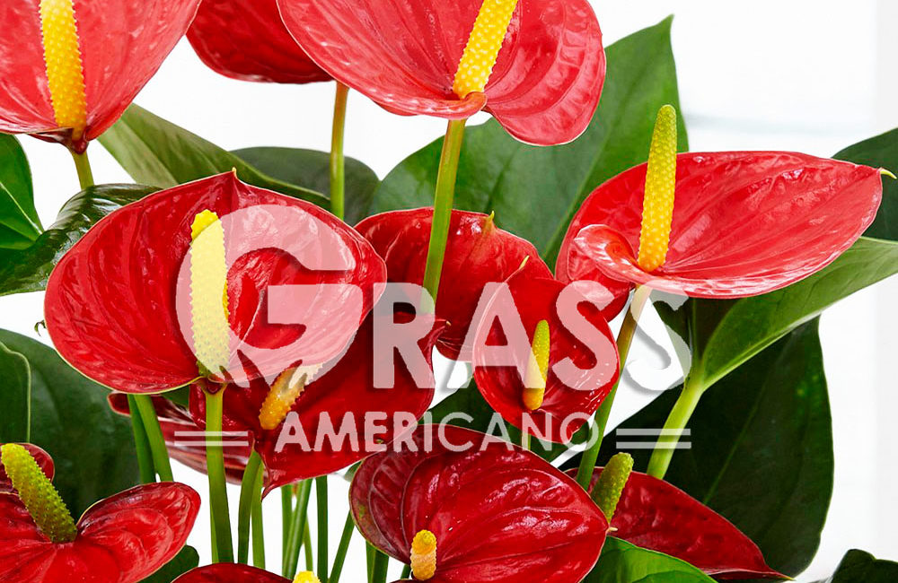 ANTHURIUM