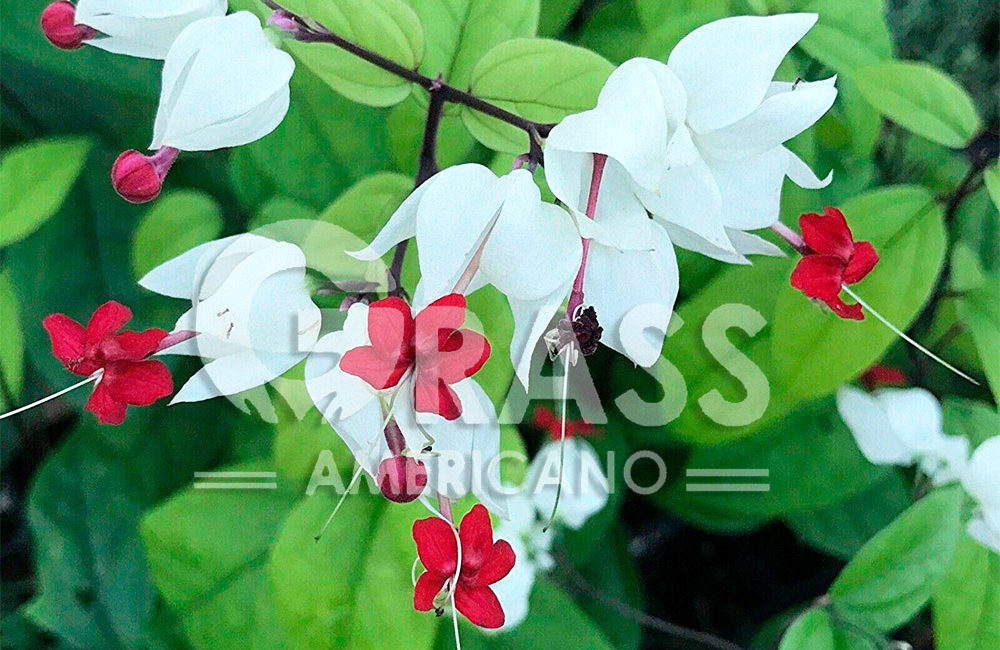 CLERODENDRON