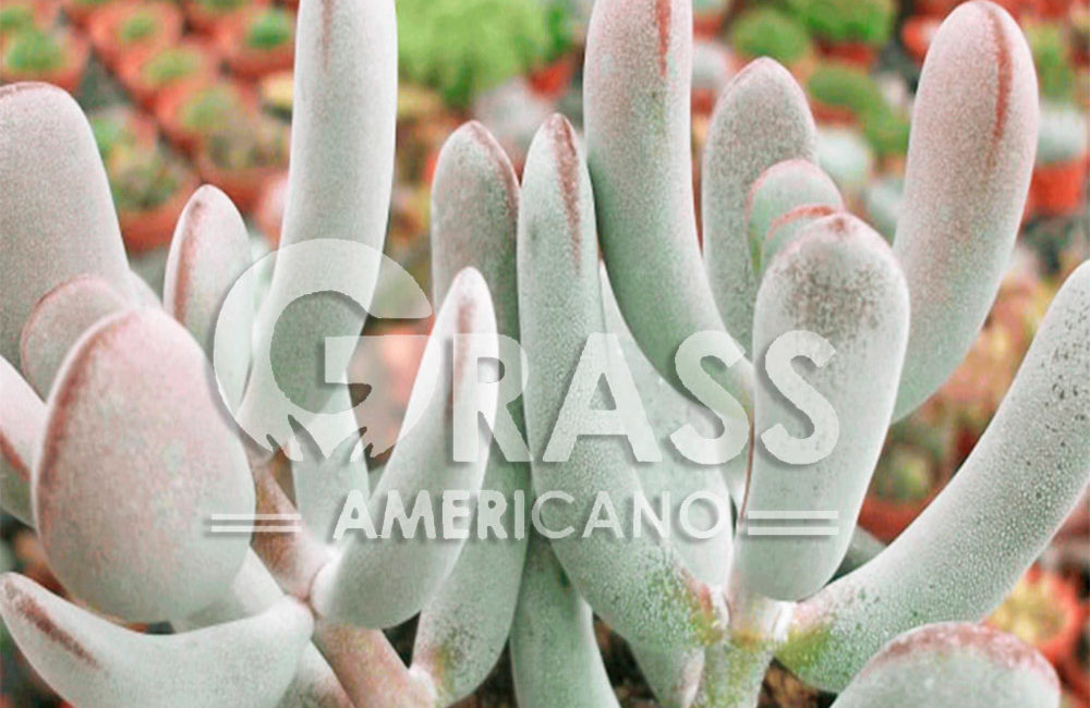 COTYLEDON