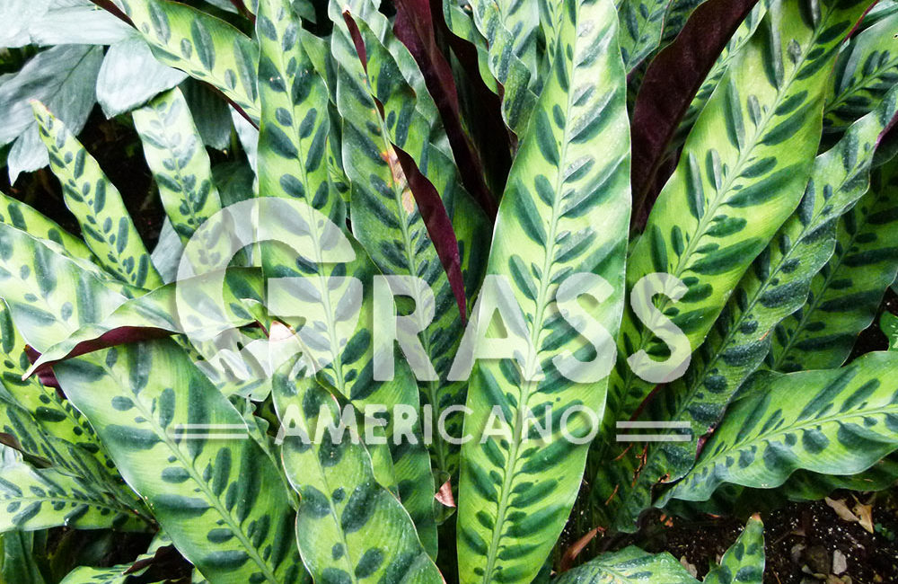 CALATHEA
