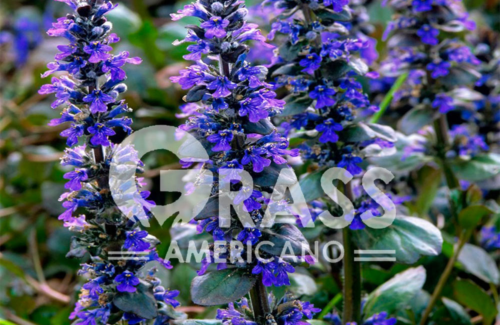 AJUGA