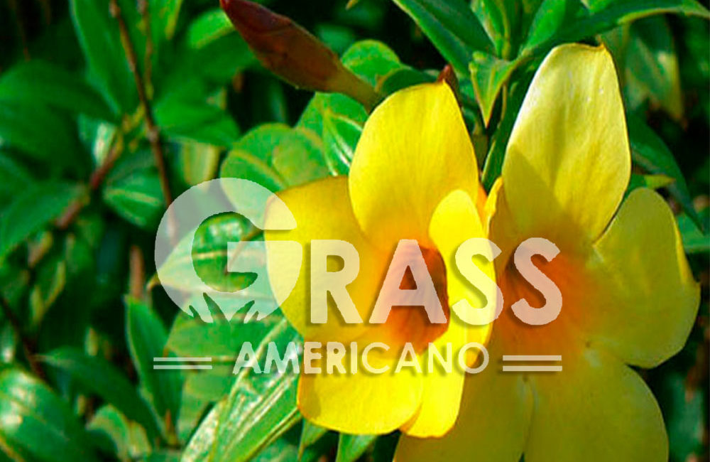 ALLAMANDA