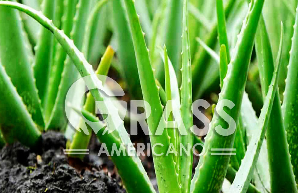ALOE