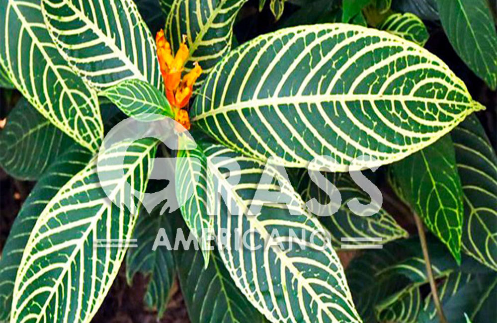 APHELANDRA