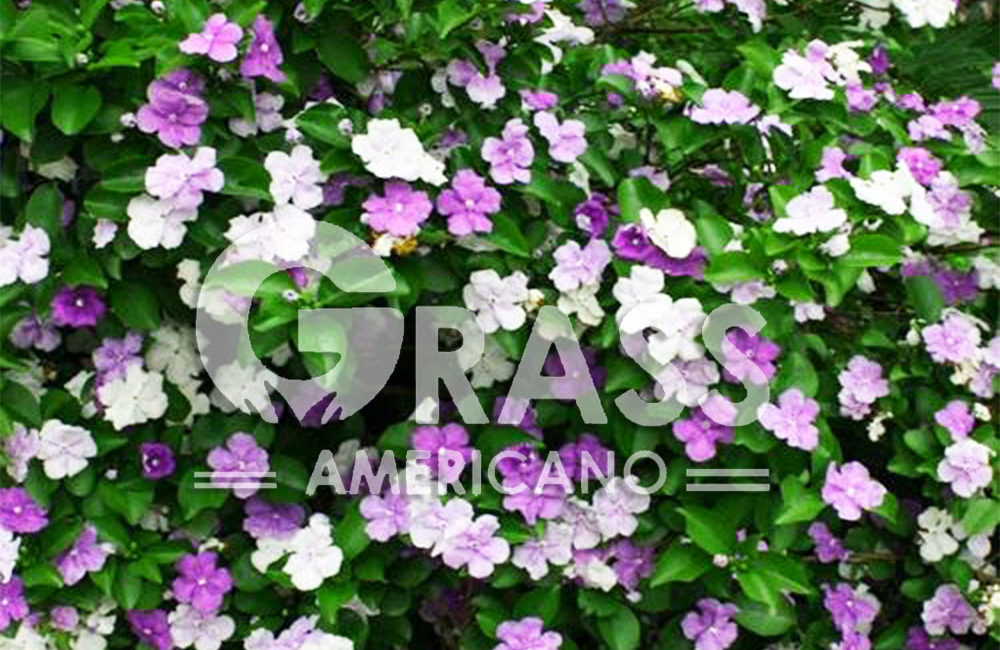 BRUNFELSIA