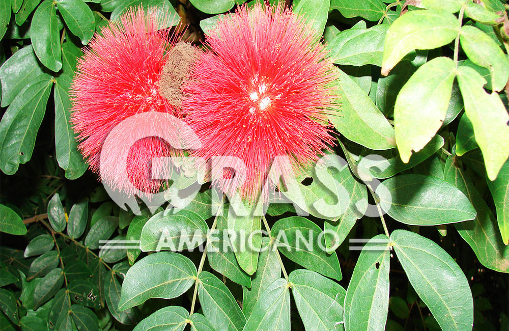 CALLIANDRA