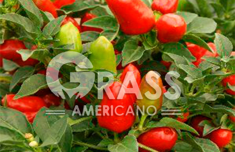 CAPSICUM