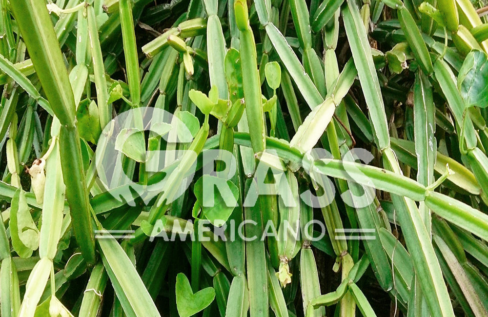 Cissus