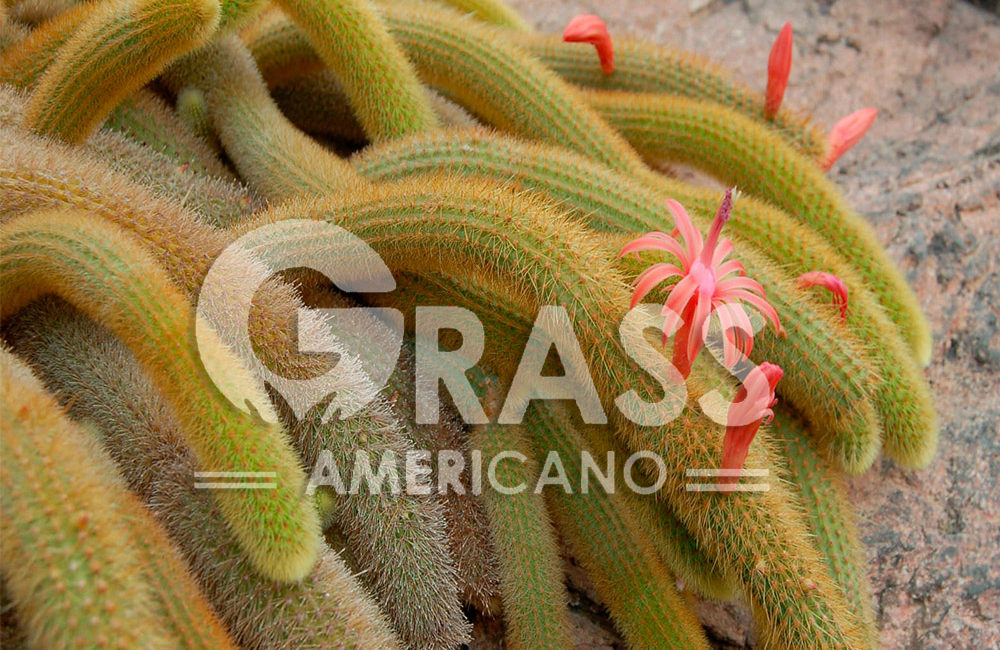CLEISTOCACTUS
