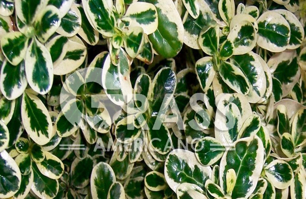 COPROSMA
