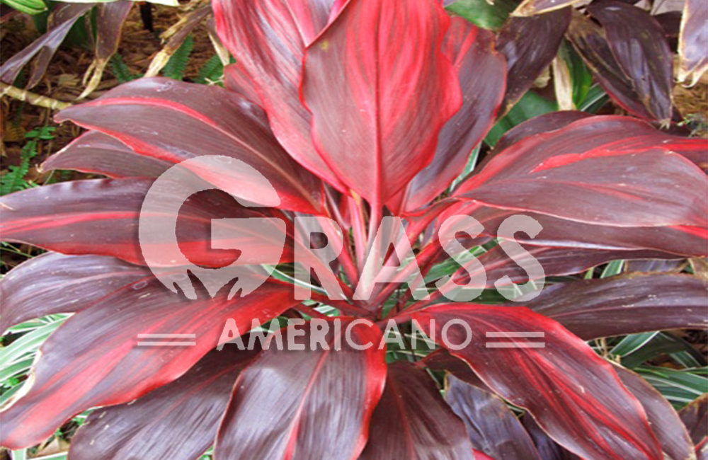 CORDYLINE