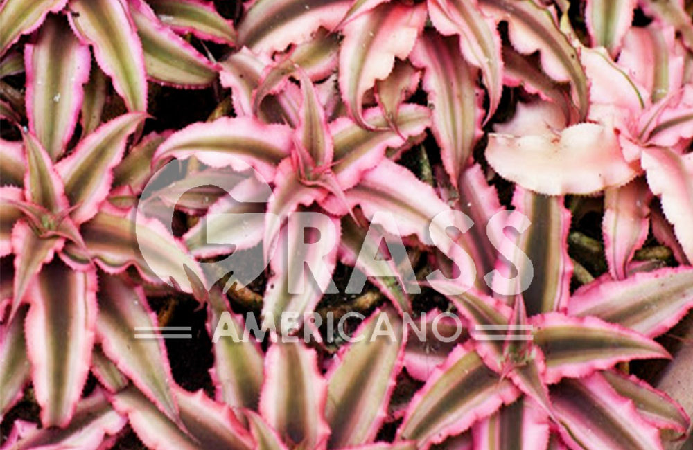 CRYPTANTHUS