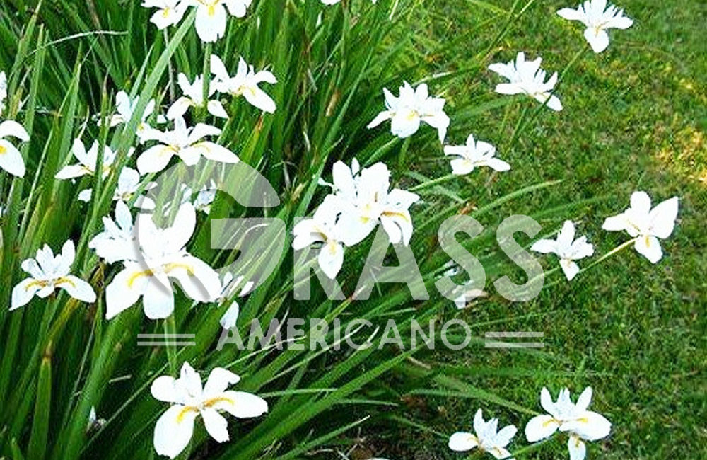 DIETES
