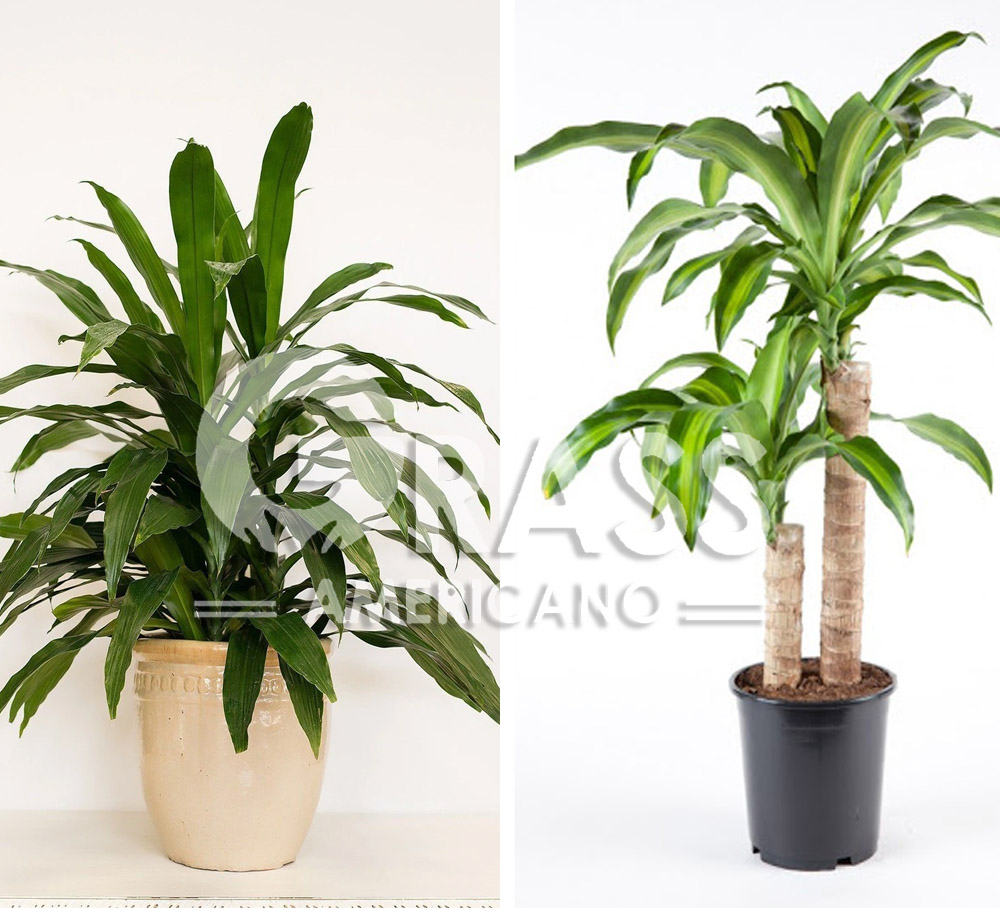 dracaena, tipos de jardineria,jardineria cursos,servicio de jardineria,importancia de jardineria,jardineria herramientas,jardineria y plantas,jardineria y paisajismo,jardineria macetas,tipos de jardineria,jardineria cursos,servicio de jardineria,importancia de jardineria,jardineria herramientas,jardineria y plantas,jardineria y paisajismo,jardineria macetas,instalacion de grass sintetico pdf,como instalar grass sintetico,instalacion de grass natural,grass sintetico deportivo,grass sintetico decorativo,como colocar cesped sintetico para canchas,instalacion de grass sintetico sobre losa de concreto,procedimiento de instalacion de grass sintetico,como poner pasto natural,cómo preparar la tierra para poner pasto en rollo,como plantar cesped en tierra dura,venta de grass natural en huancayo,grass americano,como hacer panes de cesped caseros,como instalar grama,cesped en rollo,grass americano promart,grass americano descripcion,venta de grass americano en huachipa,grass japones,grass paspalum,grass americano chaclacayo,grass natural precio maestro,grass americano en lurin,grass paspalum lima,semilla grass paspalum,pasto paspalum caracteristicas,grass americano,grass bermuda,pasto paspalum precio,diferencia entre grass americano y paspalum,tipos de grass,semillas de cesped para jardin,pasto que no necesita corte,tipos de cesped para canchas de futbol,tipos de pasto para sombra,cesped caracteristicas,tipos de pasto san agustin,cesped natural para jardin,cesped kikuyo,como poner pasto natural,cómo preparar la tierra para poner pasto en rollo,como plantar cesped en tierra dura,venta de grass natural en huancayo,grass americano,como hacer panes de cesped caseros,como instalar grama,cesped en rollo,cómo preparar la tierra para poner pasto en rollo,como poner pasto en semilla,pasto alfombra natural,como sembrar pasto alfombra,cuidado del pasto en rollo recien plantado,instalacion de cesped natural,pasto sintetico,pasto chino cuidados,cómo preparar la tierra para poner pasto en rollo,como poner pasto en semilla,pasto alfombra natural,como sembrar pasto alfombra,cuidado del pasto en rollo recien plantado,instalacion de cesped natural,pasto sintetico,pasto chino cuidados,venta de plantas al por mayor,venta de plantas ornamentales en lima,venta de plantas de flores,venta de plantas en trujillo,venta de plantas por internet,venta de plantas en piura,viveros en lurin,viveros en lurin pachacamac,venta de plantas al por mayor,venta de plantas ornamentales en lima,viveros en lurin,viveros en la molina,viveros en lurin pachacamac,flor de loto venta peru,viveros en chorrillos ,venta de plantas online,venta de plantas al por mayor en lima,venta de plantas ornamentales,venta de plantas de flores,viveros en lurin,venta de plantas en magdalena,venta de plantas online,viveros en lurin pachacamac,viveros en la molina,venta de grass natural en lurin,venta de grass natural en puente piedra,grass natural precio maestro,venta de grass japones en lima,venta de grass natural en piura,venta de grass natural en comas,semilla de grass,venta de grass chino en lima,semilla grass bermuda black jack,grass americano,semillas de cesped para jardin,grass natural precio maestro,grass natural promart,crecimiento de grass,grass para parques,venta de cesped natural,venta de grass natural en lurin,venta de grass natural en puente piedra,grass natural precio maestro,venta de grass japones en lima,venta de grass natural en piura,venta de grass natural en comas,venta de grass sintetico,venta de grass chino en lima,venta de grass natural en lurin,venta de grass natural en puente piedra,grass natural precio maestro,venta de grass japones en lima,venta de grass natural en piura,venta de grass natural en comas,venta de grass sintetico,venta de grass chino en lima