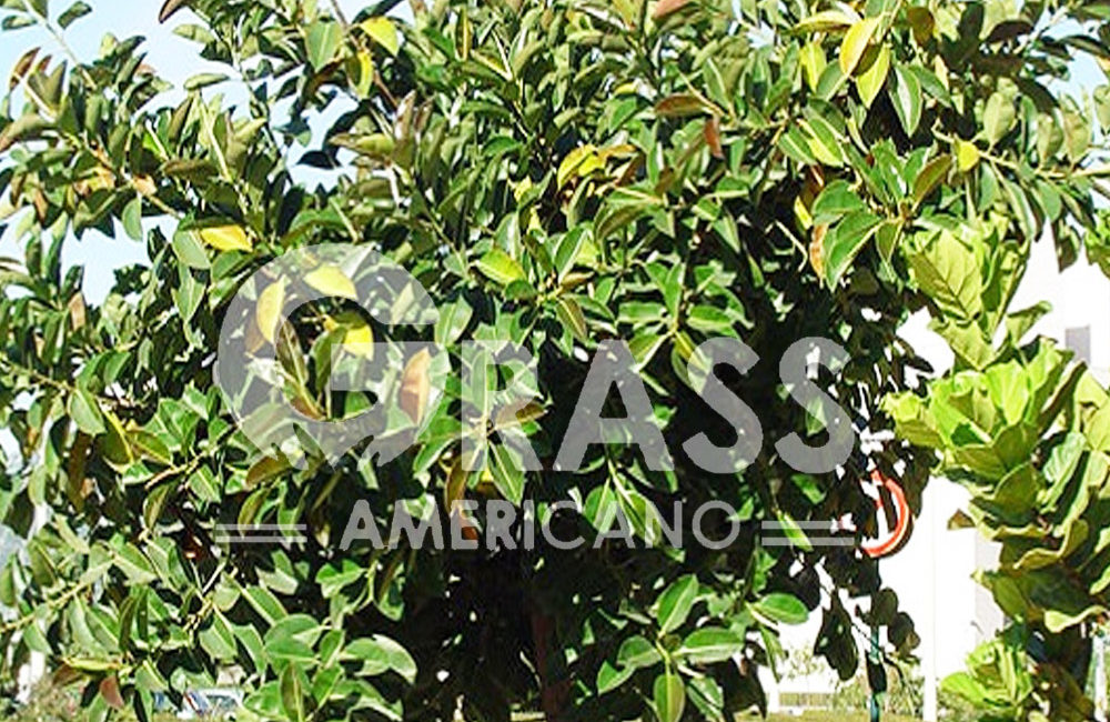 FICUS