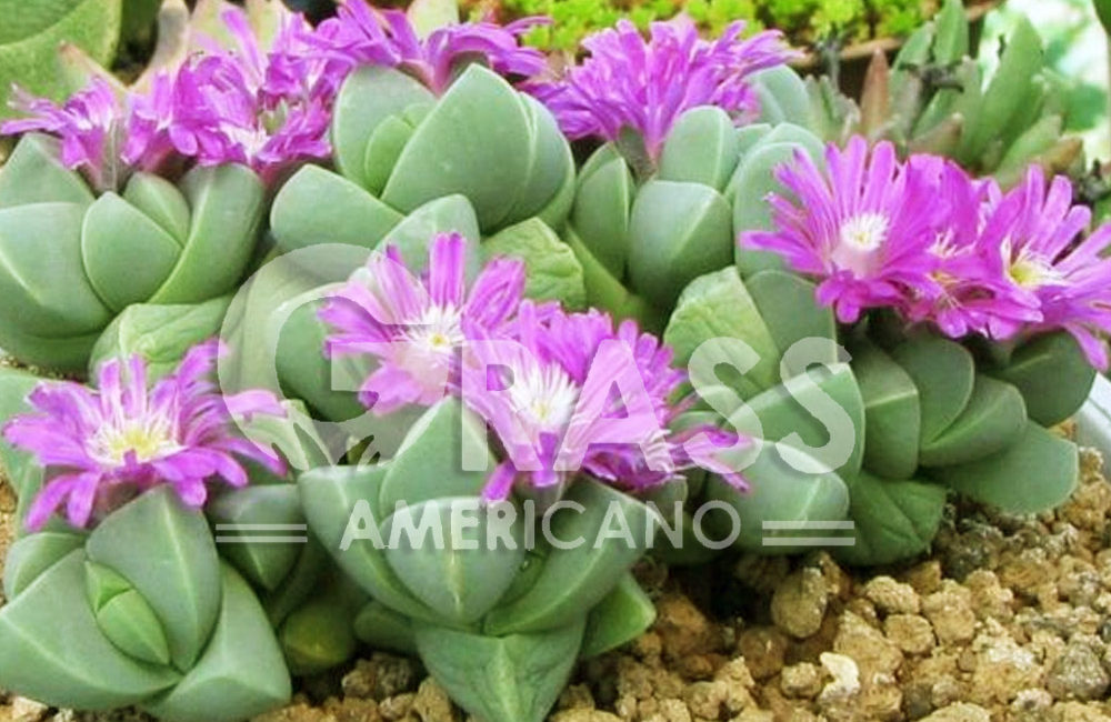 GIBBAEUM