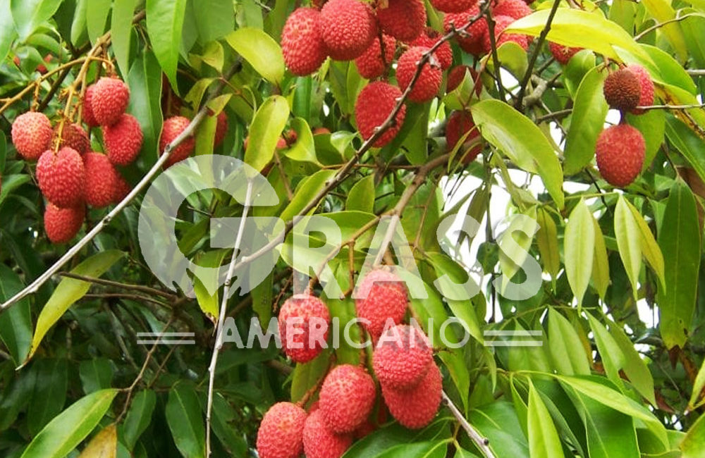 LITCHI