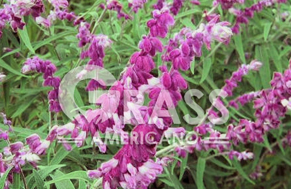 SALVIA AROMÁTICA