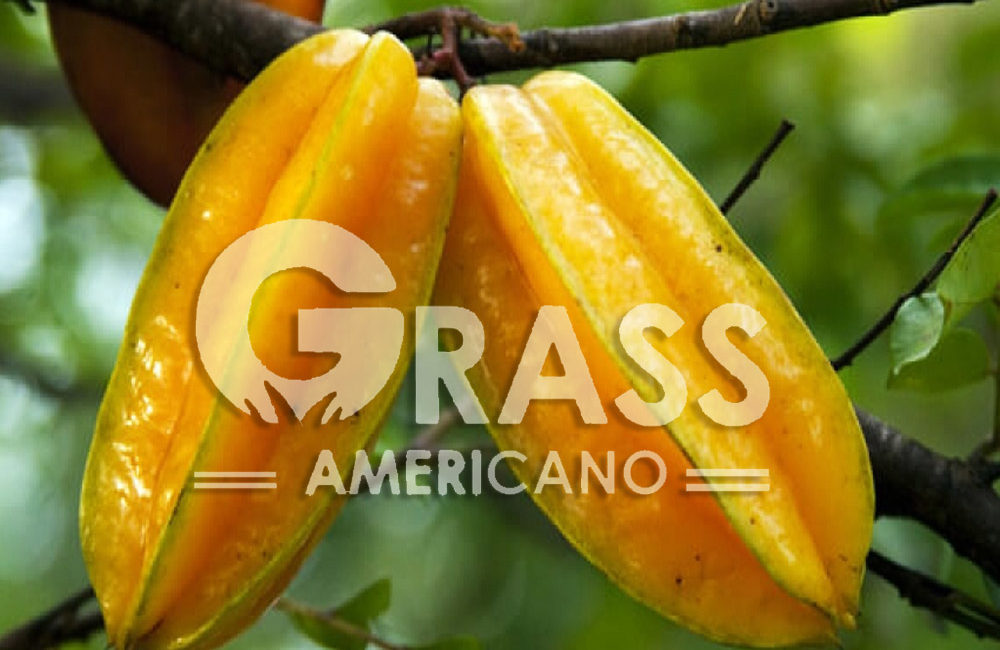CARAMBOLA