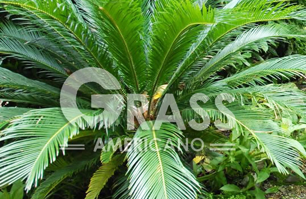 CYCAS
