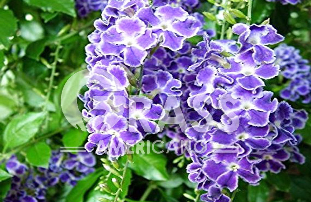 DURANTA