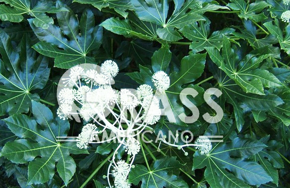 FATSIA