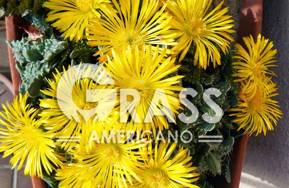 FAUCARIA