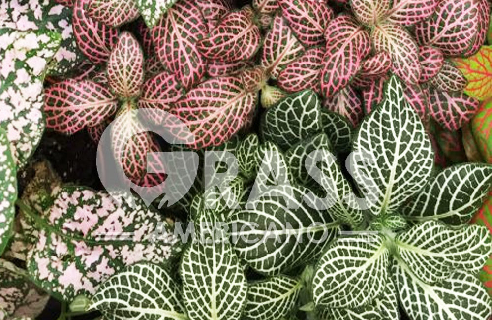 FITTONIA