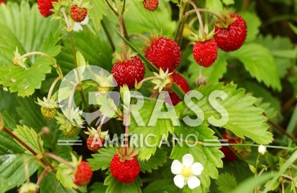 FRESA
