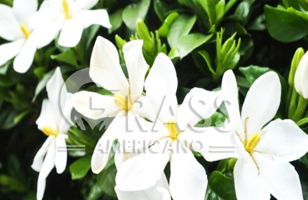 GARDENIA
