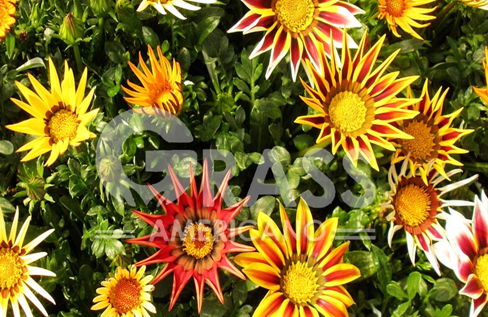 GAZANIA