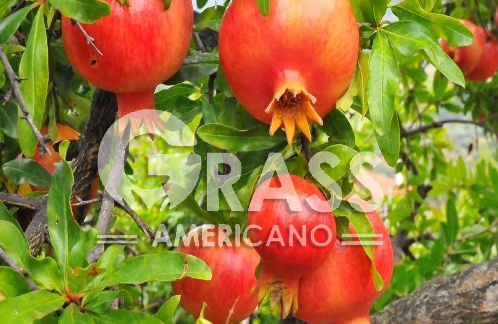 GRANADO