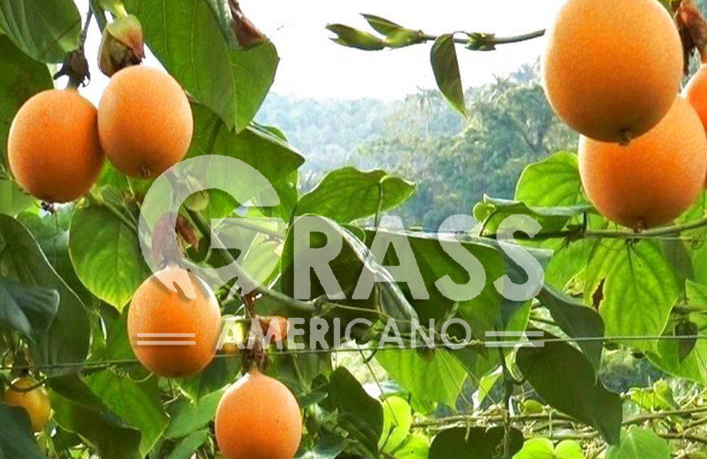 GRANADILLA
