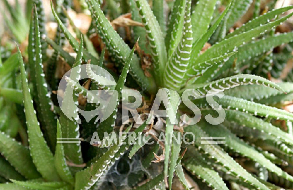 HAWORTHIA