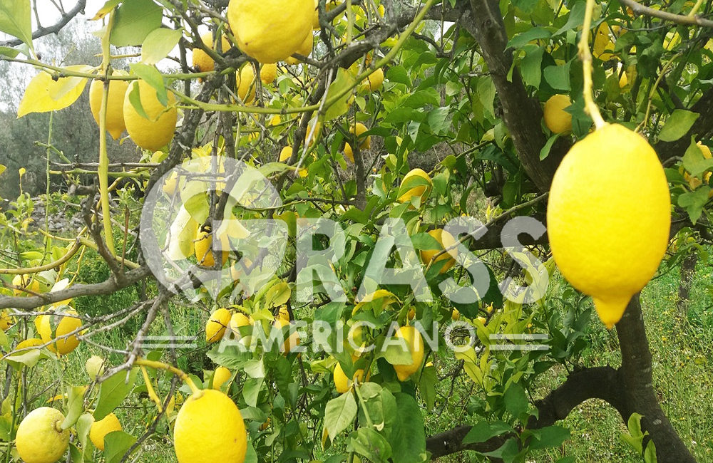 LIMÓN
